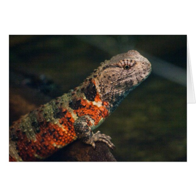 Shinisaurus crocodilurus (Anverso (Horizontal))