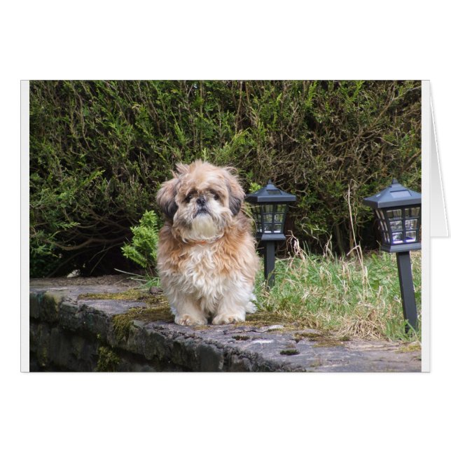 shitzui (Anverso (Horizontal))