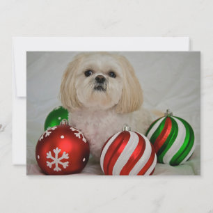 Shiz Tzu con decoración navidad