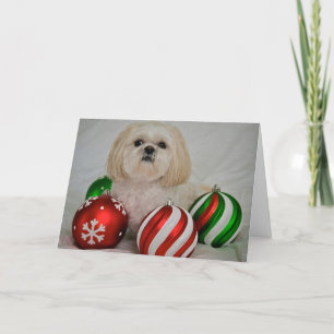Shiz Tzu con decoración navidad