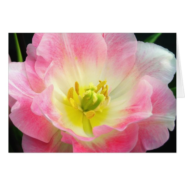 Shocking Pink Petals Card (Anverso (Horizontal))