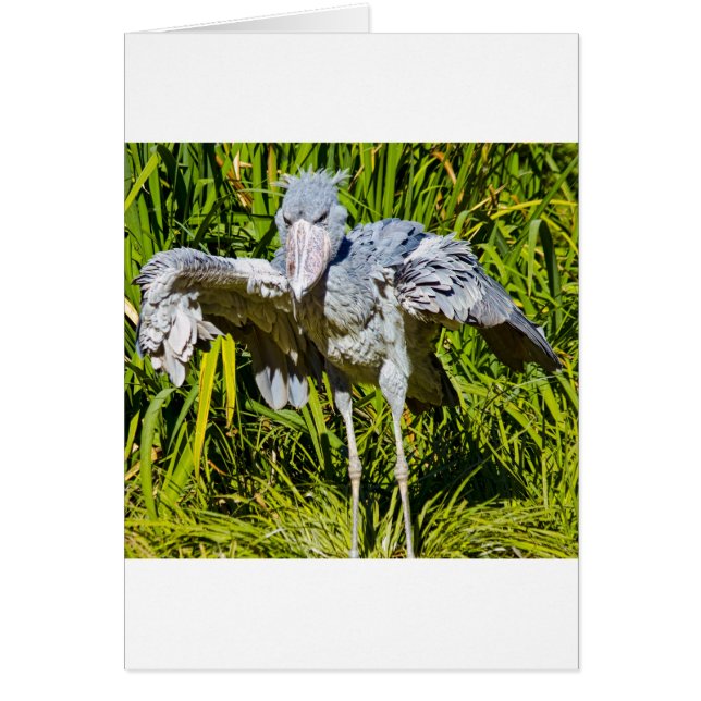 Shoebill Stork (Frente)