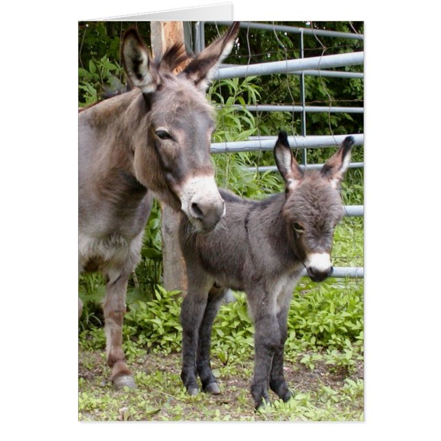 Shorty y mamá (Frente)