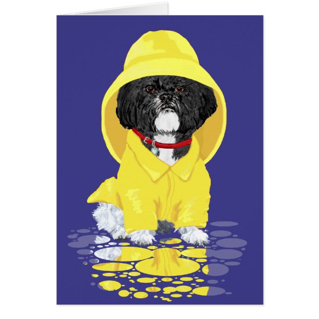 Showers Shih Tzu April (Frente)