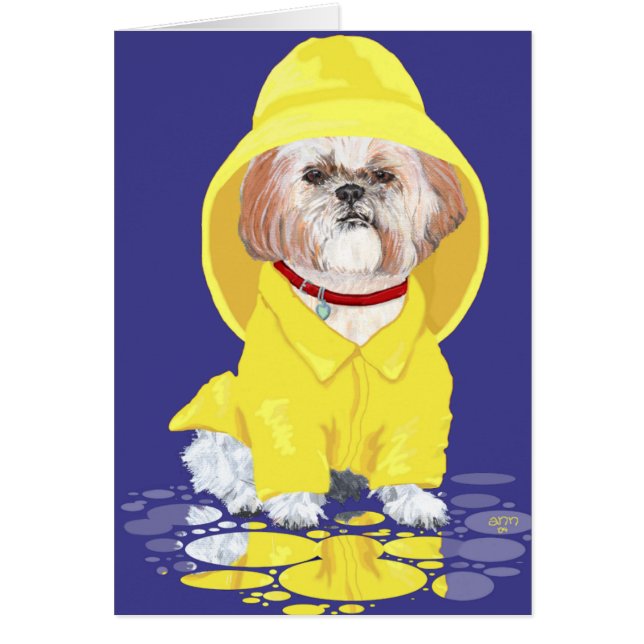 Showers Shih Tzu April (Frente)