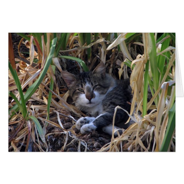 Shy Boy Cat Blank Card (Anverso (Horizontal))