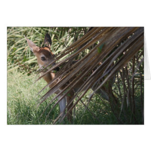 Shy Fawn