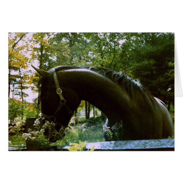 Shy Horse Photography Art (Anverso (Horizontal))