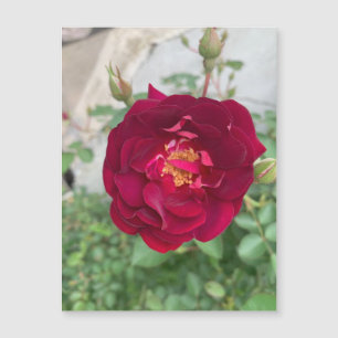 Shy Rosa Magnet