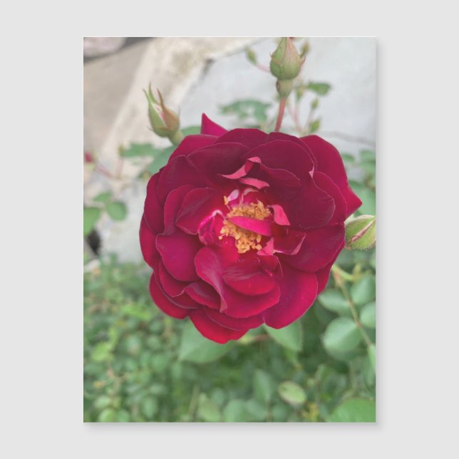 Shy Rosa Magnet (Anverso)