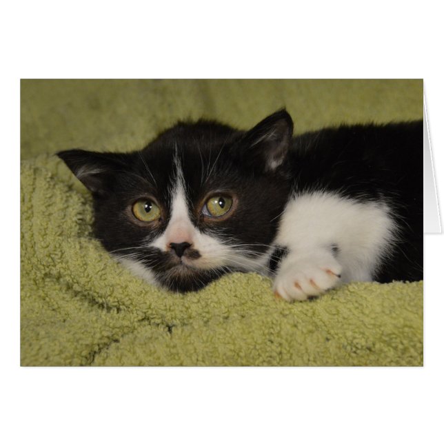 Shy Tuxedo Kitten (Anverso (Horizontal))