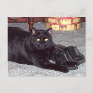 "Si el zapato encaja" Tarjeta postal para gato