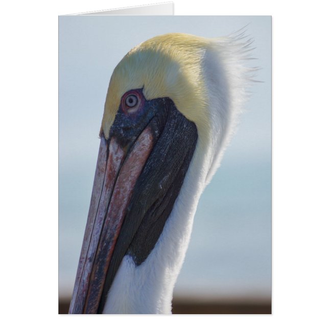 Sí, soy guapa (Frente)