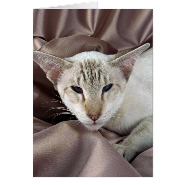 Siamés, punto de taburete de chocolate (Frente)