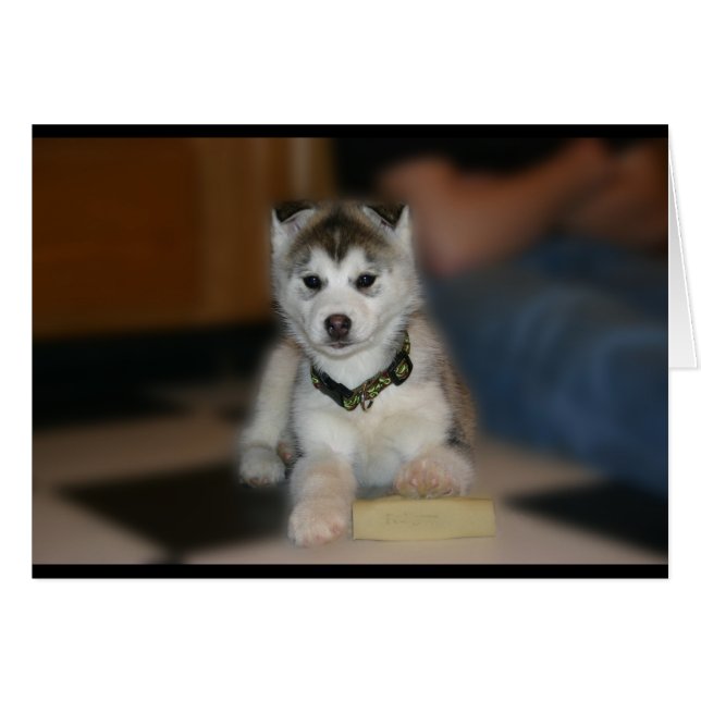 Siberian Husky Puppy (Anverso (Horizontal))