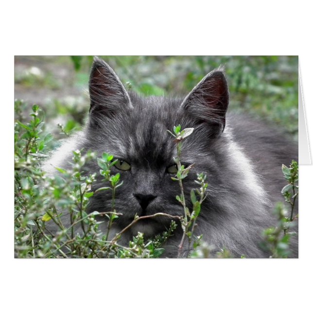 Siberiano | Retrato de gato (Anverso (Horizontal))