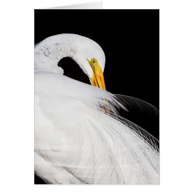 Siempre Egrets (Frente)