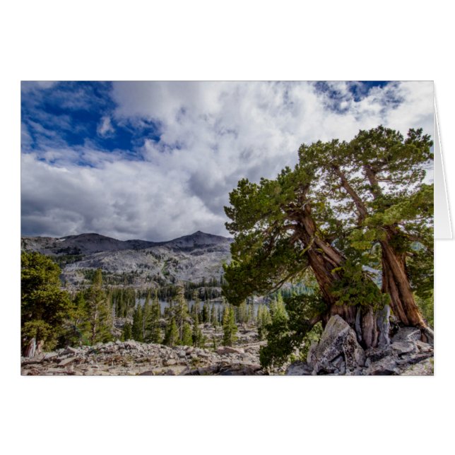 Sierra Juniper y árboles de hoja perenne (Anverso (Horizontal))