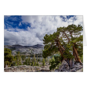 Sierra Juniper y Árboles Eververdes