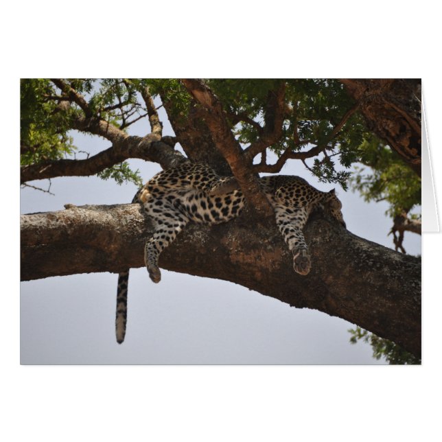 Siesta (Anverso (Horizontal))