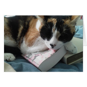 siesta de gato