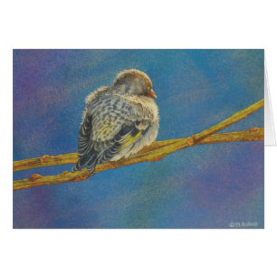 Siesta de Siskin