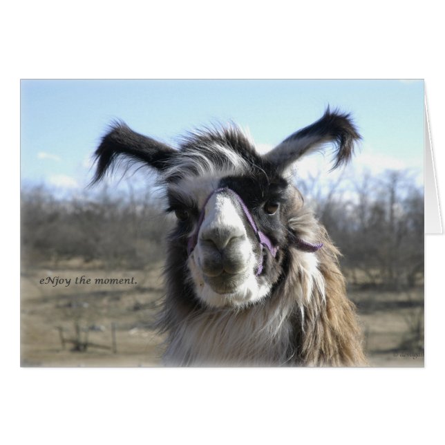 sigh_llama_njoy_D1477 (Anverso (Horizontal))
