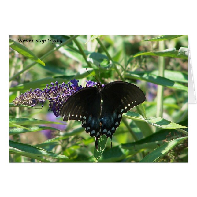 sigh_spicebush_never_stop_1363x (Anverso (Horizontal))