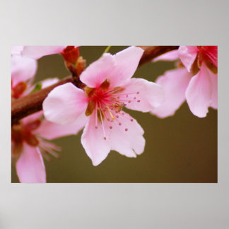 signo de impresión de primavera