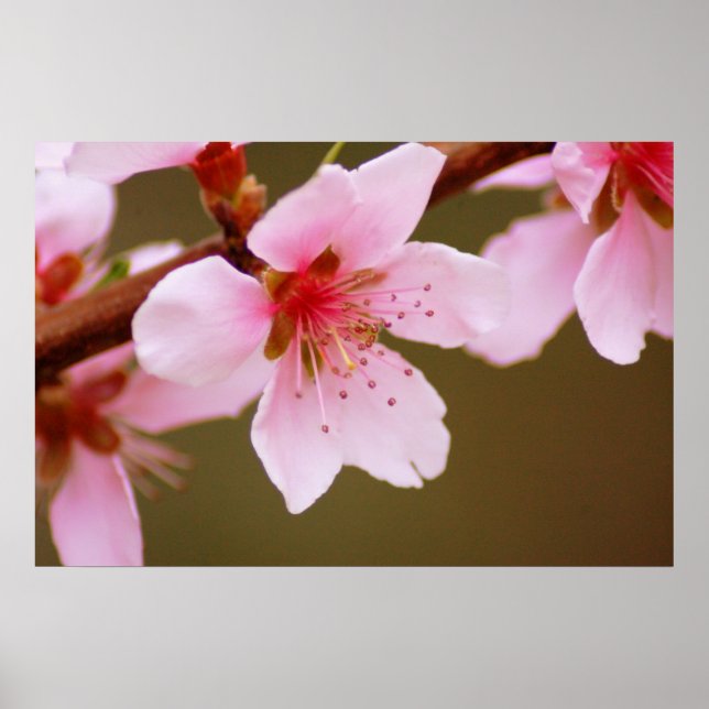 signo de impresión de primavera (Frente)