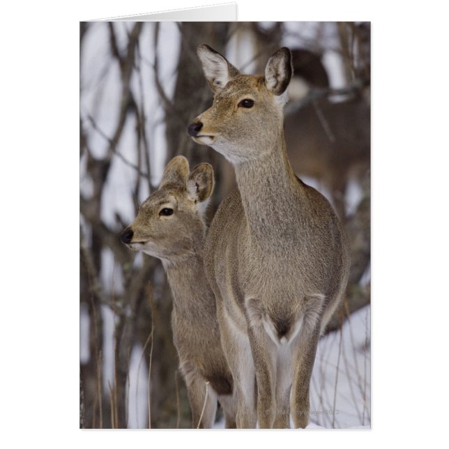 Sika Deer Doe and Young, Hokkaido (Japón) (Frente)