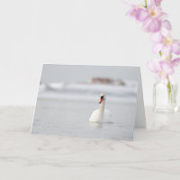 Silenciar a los cisnes nadando en una tarjeta de s