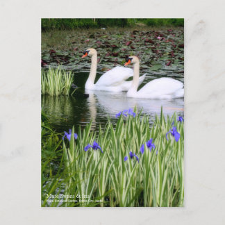 Silenciar cisnes e iris: postal