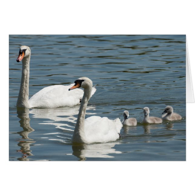 Silenciar Cisnes Y Ducklings (Anverso (Horizontal))