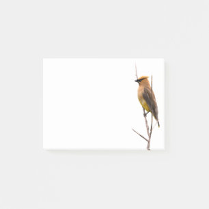 Silent Wonders Post nota Cedar Waxy