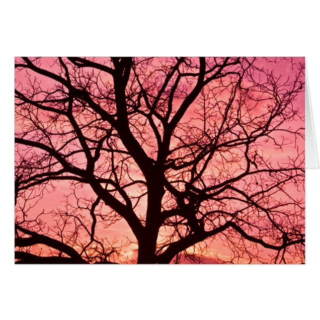 Silhouette de árbol Rubor por la noche (Anverso (Horizontal))