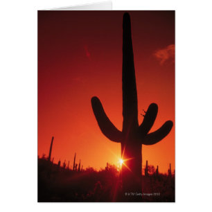 Silhouette de cactus al atardecer, Saguaro Nationa
