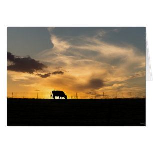 Silhouette de Cattle Sunset