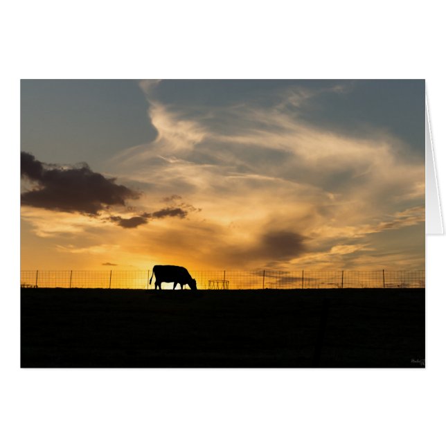 Silhouette de Cattle Sunset (Anverso (Horizontal))