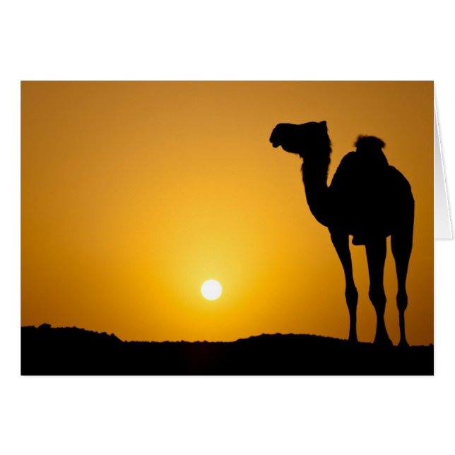 Silhouette de un camello salvaje al atardecer (Anverso (Horizontal))