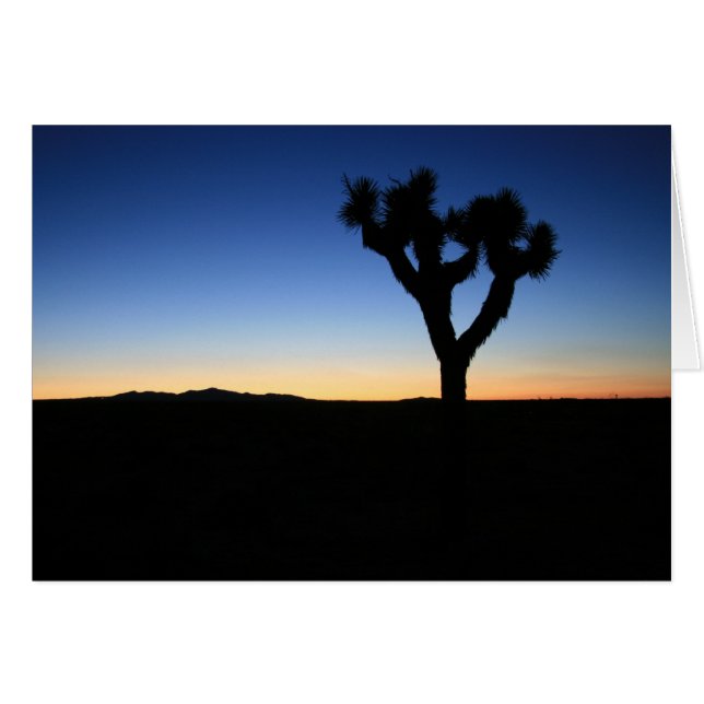 Silhouetted Joshua Tree (Anverso (Horizontal))