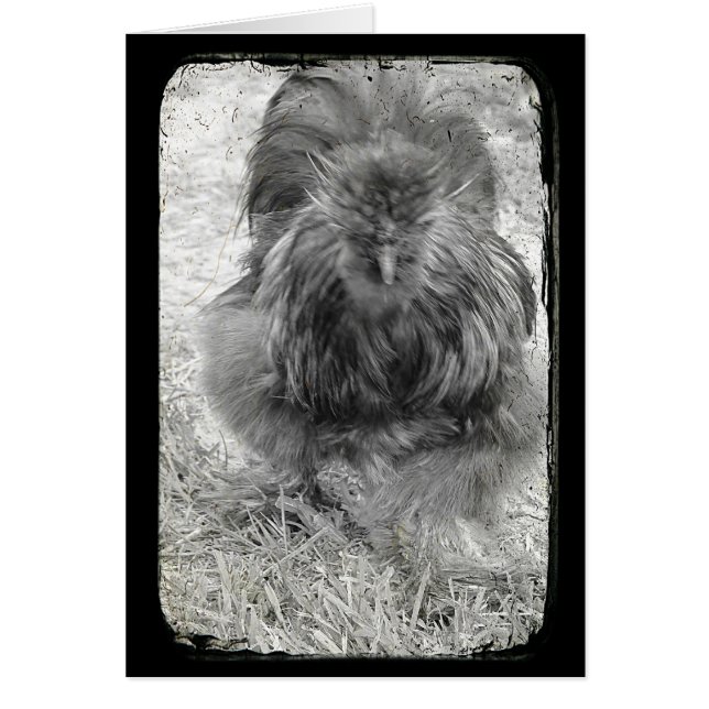 Silkie (Frente)