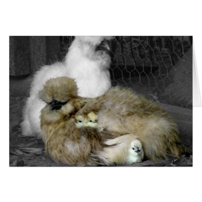 Silkie Hens con chichas buscando de plumas (Anverso (Horizontal))