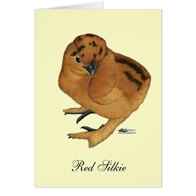 Silkie Red Chick (Frente)