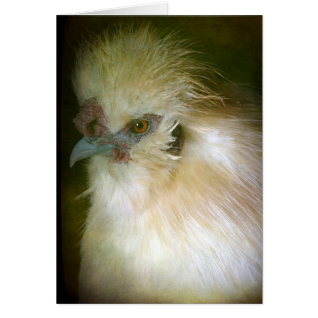 Silkie Rooster (Frente)