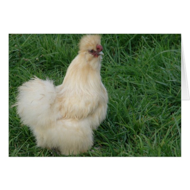 Silkie Rooster (Anverso (Horizontal))