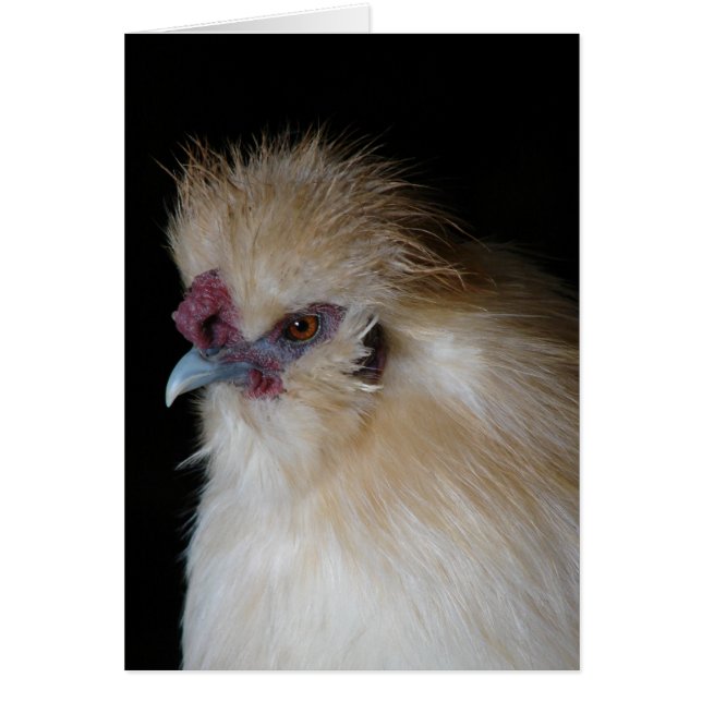 Silkie Rooster (Frente)