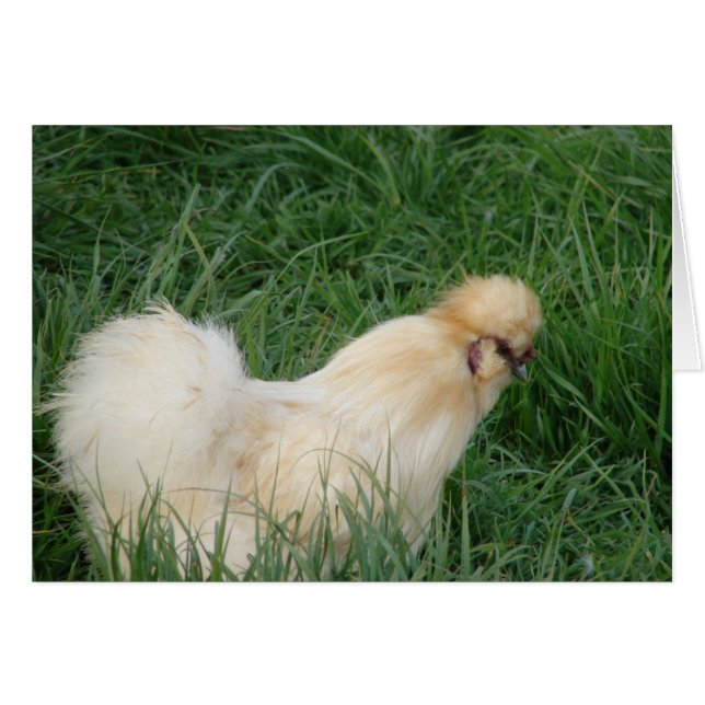 Silkie Rooster (Anverso (Horizontal))