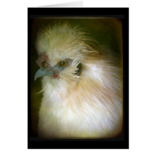 Silkie Rooster
