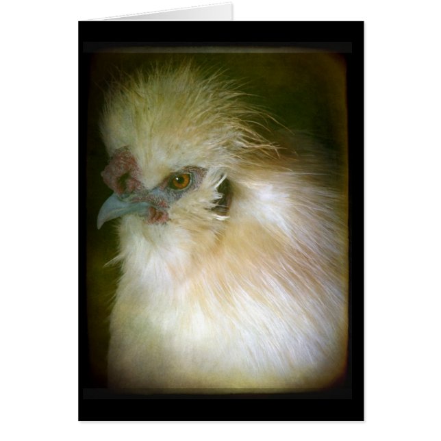 Silkie Rooster (Frente)